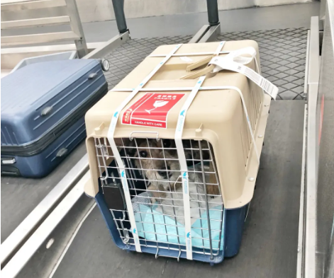 马鞍山宠物托运 宠物托运公司 机场宠物托运 宠物空运
